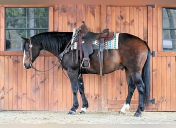 American Quarter Horse, Wałach, 9 lat, Ciemnogniada
