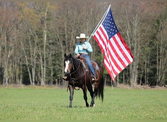 American Quarter Horse, Wałach, 9 lat, Ciemnogniada