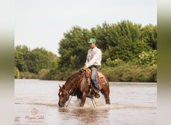 American Quarter Horse, Wałach, 9 lat, Ciemnokasztanowata