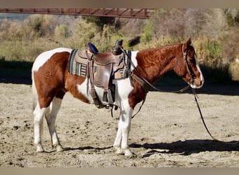 American Quarter Horse, Wałach, 9 lat, Ciemnokasztanowata
