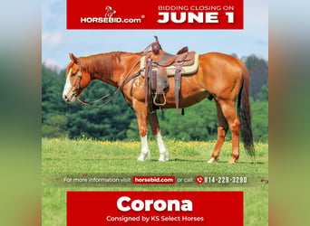 American Quarter Horse, Wałach, 9 lat, Cisawa