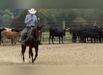 American Quarter Horse, Wałach, 9 lat, Gniada