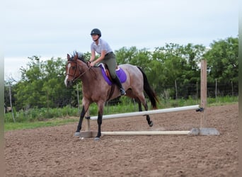 American Quarter Horse, Wałach, 9 lat, Gniadodereszowata