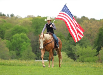 American Quarter Horse, Wałach, 9 lat, Izabelowata