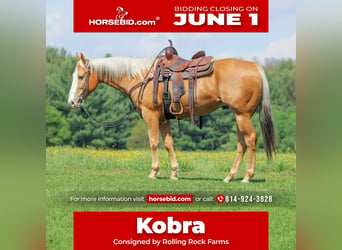 American Quarter Horse, Wałach, 9 lat, Izabelowata