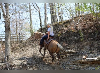 American Quarter Horse, Wałach, 9 lat, Izabelowata