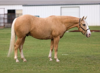 American Quarter Horse, Wałach, 9 lat, Izabelowata