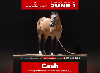 American Quarter Horse, Wałach, 9 lat, Jelenia