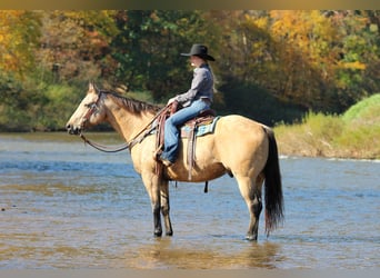 American Quarter Horse, Wałach, 9 lat, Jelenia