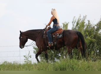 American Quarter Horse, Wałach, 9 lat, Kara