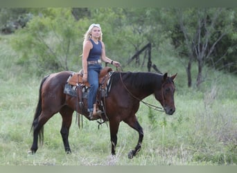 American Quarter Horse, Wałach, 9 lat, Kara