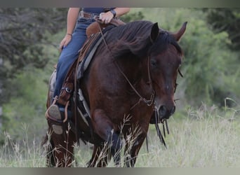 American Quarter Horse, Wałach, 9 lat, Kara