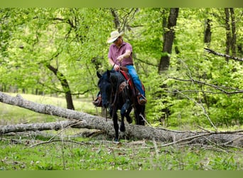 American Quarter Horse, Wałach, 9 lat, Kara