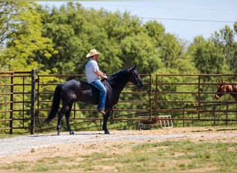 American Quarter Horse, Wałach, 9 lat, Kara