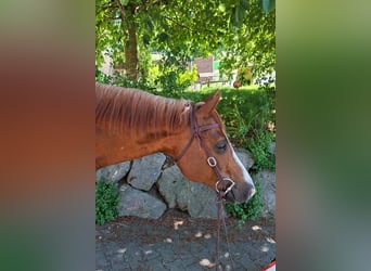 American Quarter Horse, Wałach, 9 lat, Kasztanowata