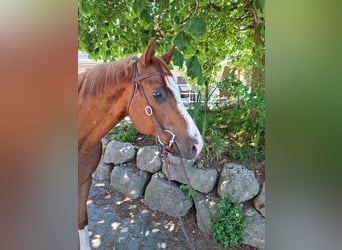 American Quarter Horse, Wałach, 9 lat, Kasztanowata