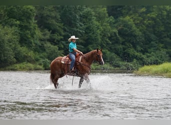 American Quarter Horse, Wałach, 9 lat, Kasztanowatodereszowata