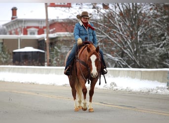 American Quarter Horse, Wałach, 9 lat, Kasztanowatodereszowata