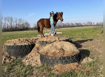 American Quarter Horse, Wałach, 10 lat, 114 cm, Ciemnokasztanowata