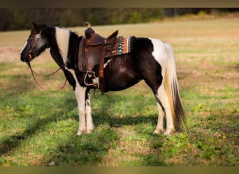 American Quarter Horse, Wałach, 10 lat, 127 cm, Tobiano wszelkich maści