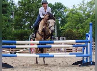 American Quarter Horse, Wałach, 10 lat, 132 cm, Jelenia