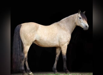American Quarter Horse, Wałach, 10 lat, 132 cm, Jelenia