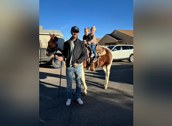 American Quarter Horse, Wałach, 10 lat, 142 cm, Tobiano wszelkich maści