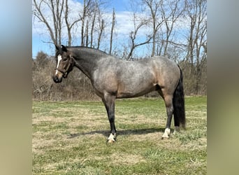 American Quarter Horse, Wałach, 10 lat, 145 cm, Karodereszowata