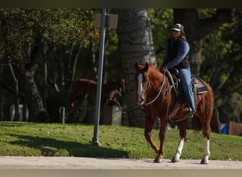 American Quarter Horse, Wałach, 10 lat, 147 cm, Ciemnokasztanowata