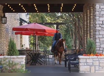 American Quarter Horse, Wałach, 10 lat, 147 cm, Ciemnokasztanowata