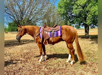 American Quarter Horse Mix, Wałach, 10 lat, 147 cm, Cisawa