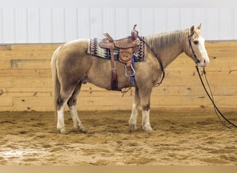 American Quarter Horse, Wałach, 10 lat, 147 cm, Izabelowata