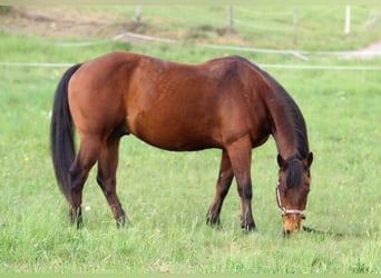 American Quarter Horse, Wałach, 10 lat, 148 cm, Gniada