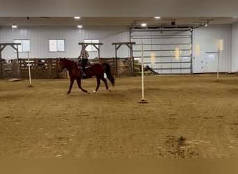 American Quarter Horse, Wałach, 10 lat, 150 cm, Ciemnokasztanowata