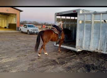 American Quarter Horse, Wałach, 10 lat, 150 cm, Ciemnokasztanowata