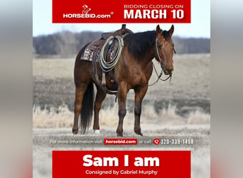 American Quarter Horse, Wałach, 10 lat, 150 cm, Ciemnokasztanowata