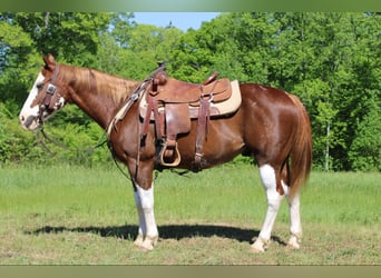 American Quarter Horse, Wałach, 10 lat, 150 cm, Ciemnokasztanowata