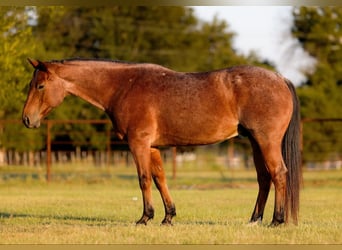 American Quarter Horse, Wałach, 10 lat, 150 cm, Gniada