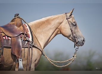 American Quarter Horse, Wałach, 10 lat, 150 cm, Izabelowata