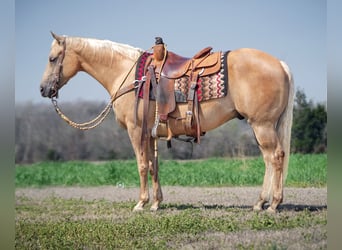 American Quarter Horse, Wałach, 10 lat, 150 cm, Izabelowata