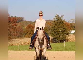 American Quarter Horse, Wałach, 10 lat, 150 cm, Jelenia