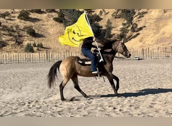 American Quarter Horse, Wałach, 10 lat, 150 cm, Jelenia