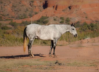 American Quarter Horse, Wałach, 10 lat, 150 cm, Siwa jabłkowita