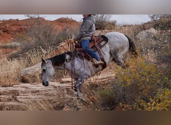 American Quarter Horse, Wałach, 10 lat, 150 cm, Siwa jabłkowita