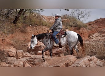 American Quarter Horse, Wałach, 10 lat, 150 cm, Siwa jabłkowita