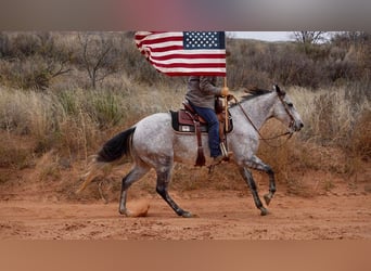 American Quarter Horse, Wałach, 10 lat, 150 cm, Siwa jabłkowita