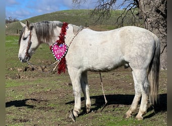 American Quarter Horse, Wałach, 10 lat, 150 cm, Siwa jabłkowita