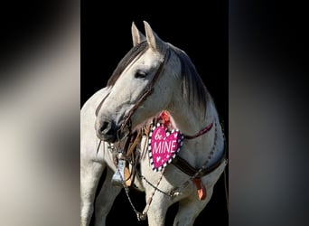 American Quarter Horse, Wałach, 10 lat, 150 cm, Siwa jabłkowita