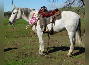 American Quarter Horse, Wałach, 10 lat, 150 cm, Siwa jabłkowita