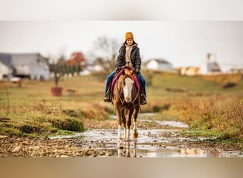 American Quarter Horse, Wałach, 10 lat, 152 cm, Ciemnokasztanowata